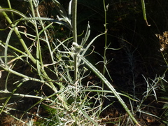 Senecio quadridentatus