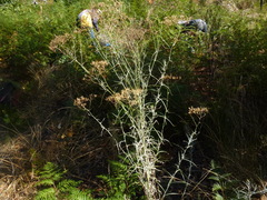 Senecio quadridentatus