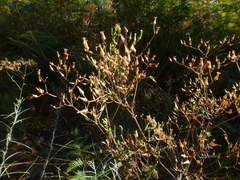Senecio picridioides
