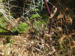 Senecio picridioides