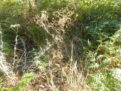 Senecio picridioides