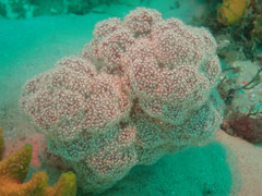 Dendronephthya australis