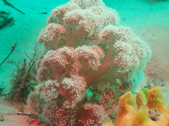 Dendronephthya australis