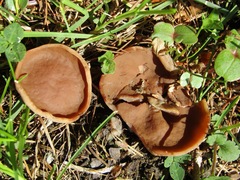 Gyromitra perlata