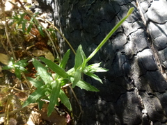 Epilobium hirtigerum
