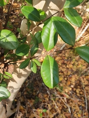 Pimenta racemosa