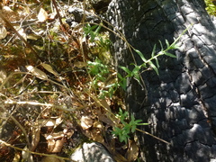 Epilobium hirtigerum