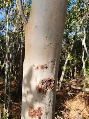 Pimenta racemosa