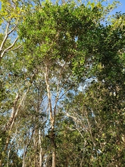 Pimenta racemosa