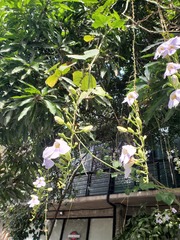 Magnoliopsida