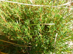 Hibbertia exutiacies