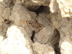 Calliodes pretiosissima