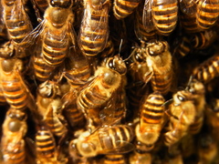 Apis cerana japonica