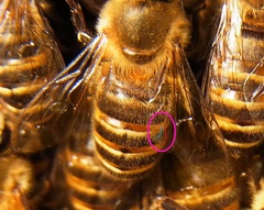 Apis cerana japonica