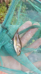 Pseudocrenilabrus philander philander