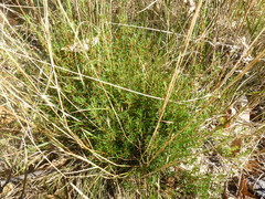 Hibbertia exutiacies