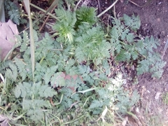 Apiaceae