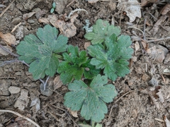 Ranunculus constantinopolitanus