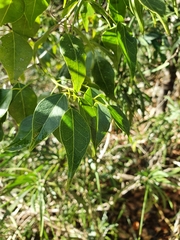 Amyris elemifera