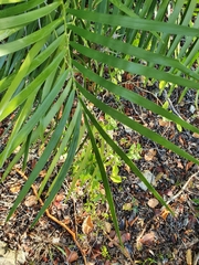 Zamia pumila