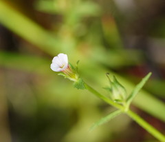 Gratiola pubescens