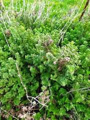 Origanum onites