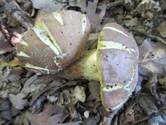 Butyriboletus appendiculatus
