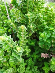 Origanum onites