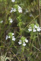 Euphrasia pectinata