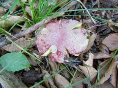 Butyriboletus regius
