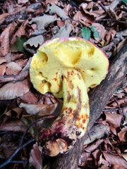 Butyriboletus regius