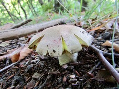 Butyriboletus regius