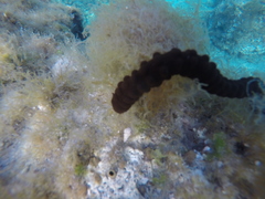 Synaptula reciprocans