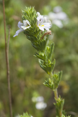 Euphrasia pectinata
