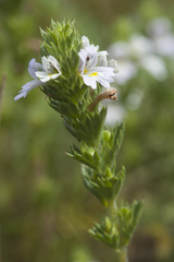 Euphrasia pectinata