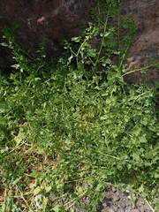 Patellifolia procumbens