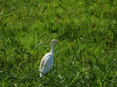 Bubulcus ibis