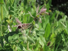 Nonea vesicaria