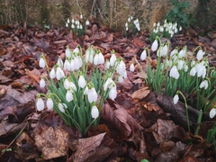 Galanthus nivalis