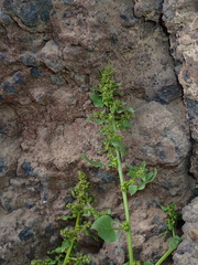 Patellifolia procumbens