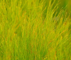 Baloskion tetraphyllum tetraphyllum