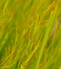 Baloskion tetraphyllum tetraphyllum