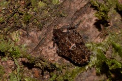 Errotasa neovalesiaca