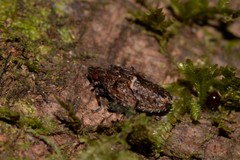 Errotasa neovalesiaca