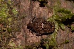 Errotasa neovalesiaca