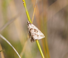 Dichromodes stilbiata