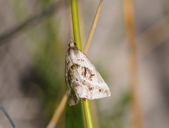 Dichromodes stilbiata