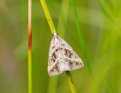 Dichromodes stilbiata