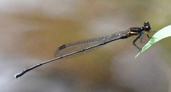 Prodasineura verticalis