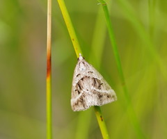 Dichromodes stilbiata